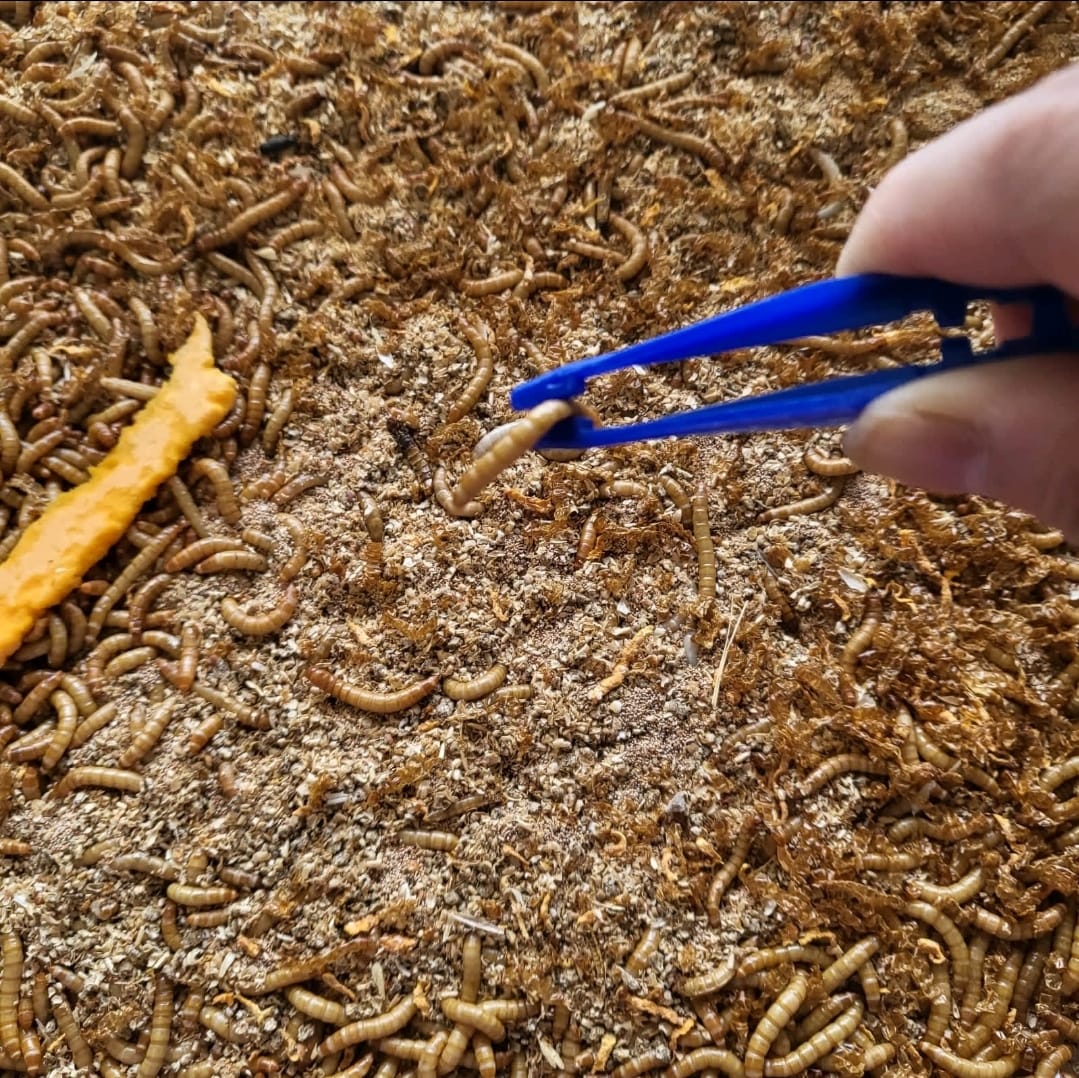 Tweezer Forceps Picker
