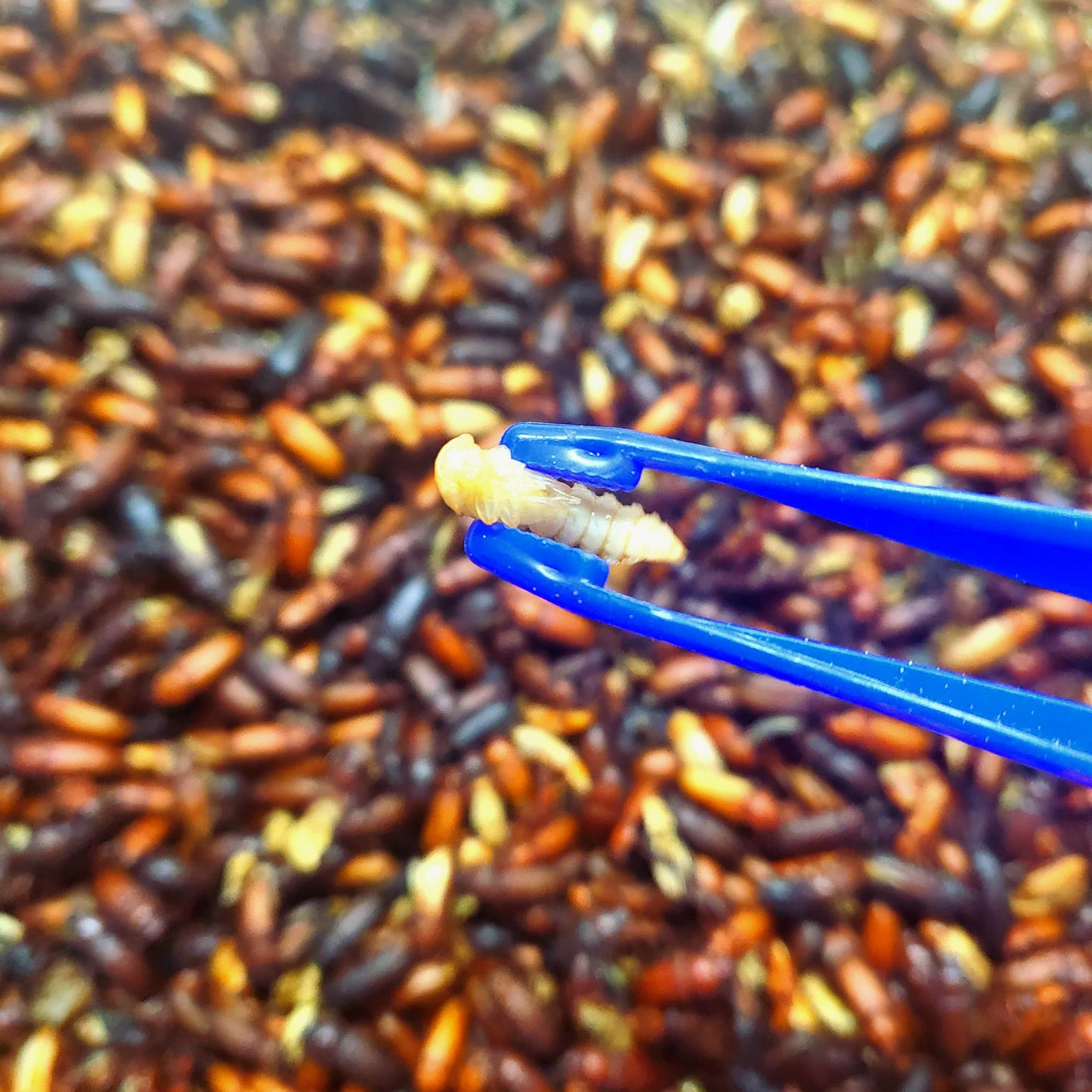 Tweezer Forceps Picker