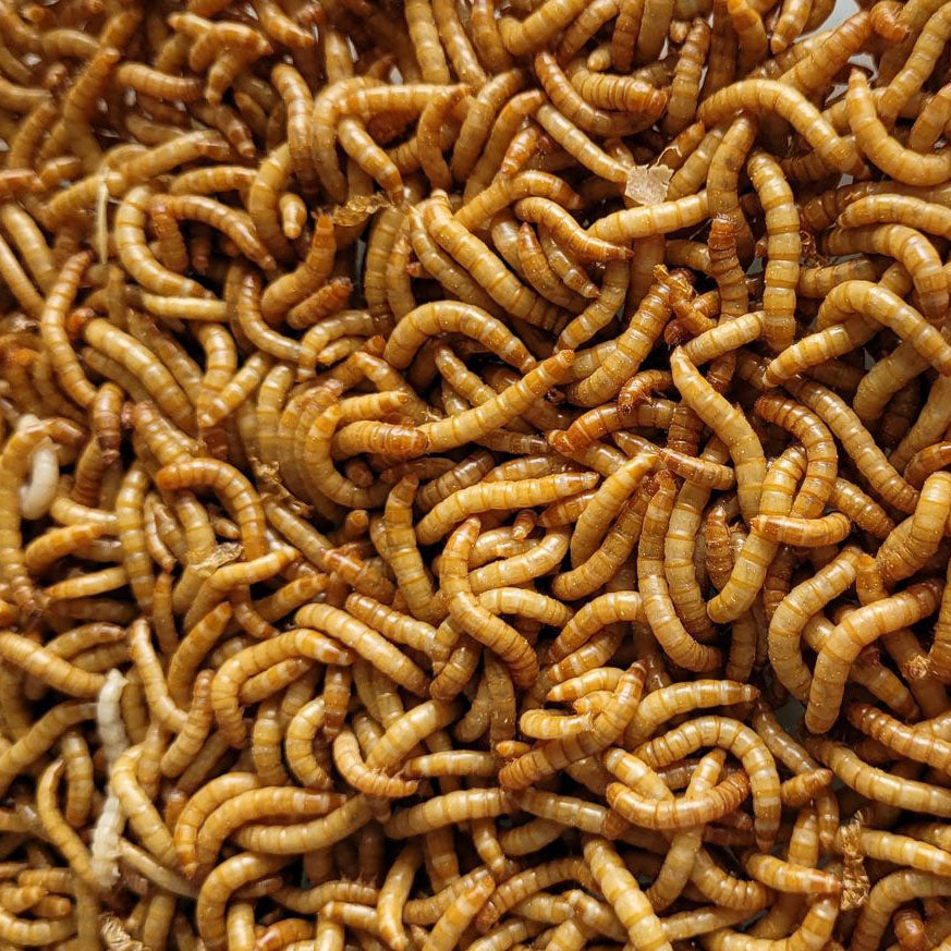 Live Mealworms