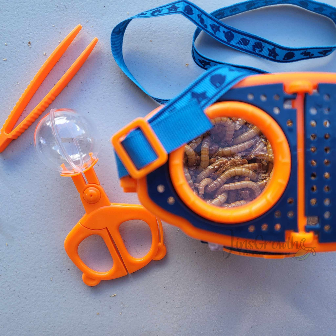 Mealworms Magnifier Observer Kit