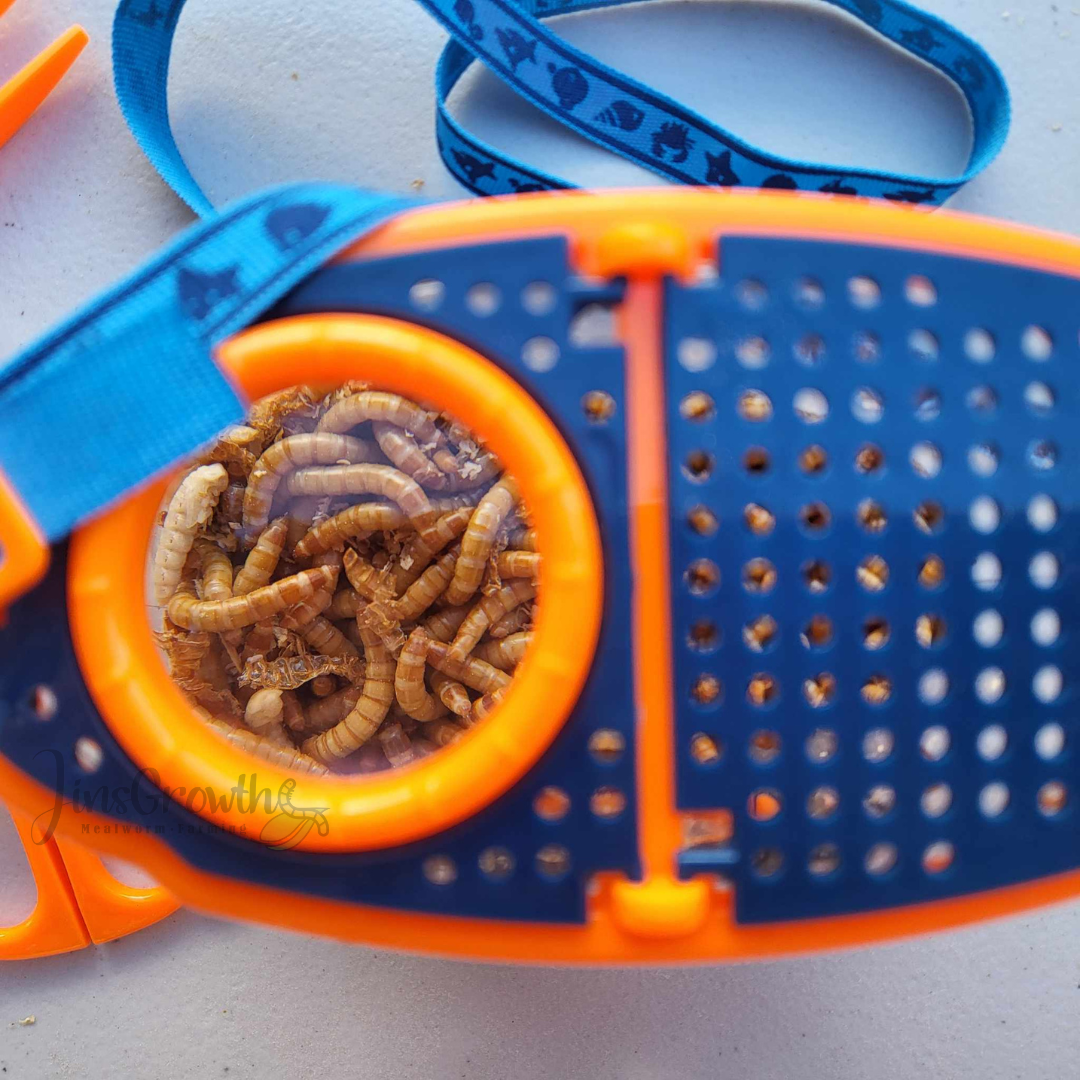 Mealworms Magnifier Observer Kit