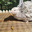 Live Mealworms - Regular