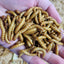 Live Mealworms - Regular