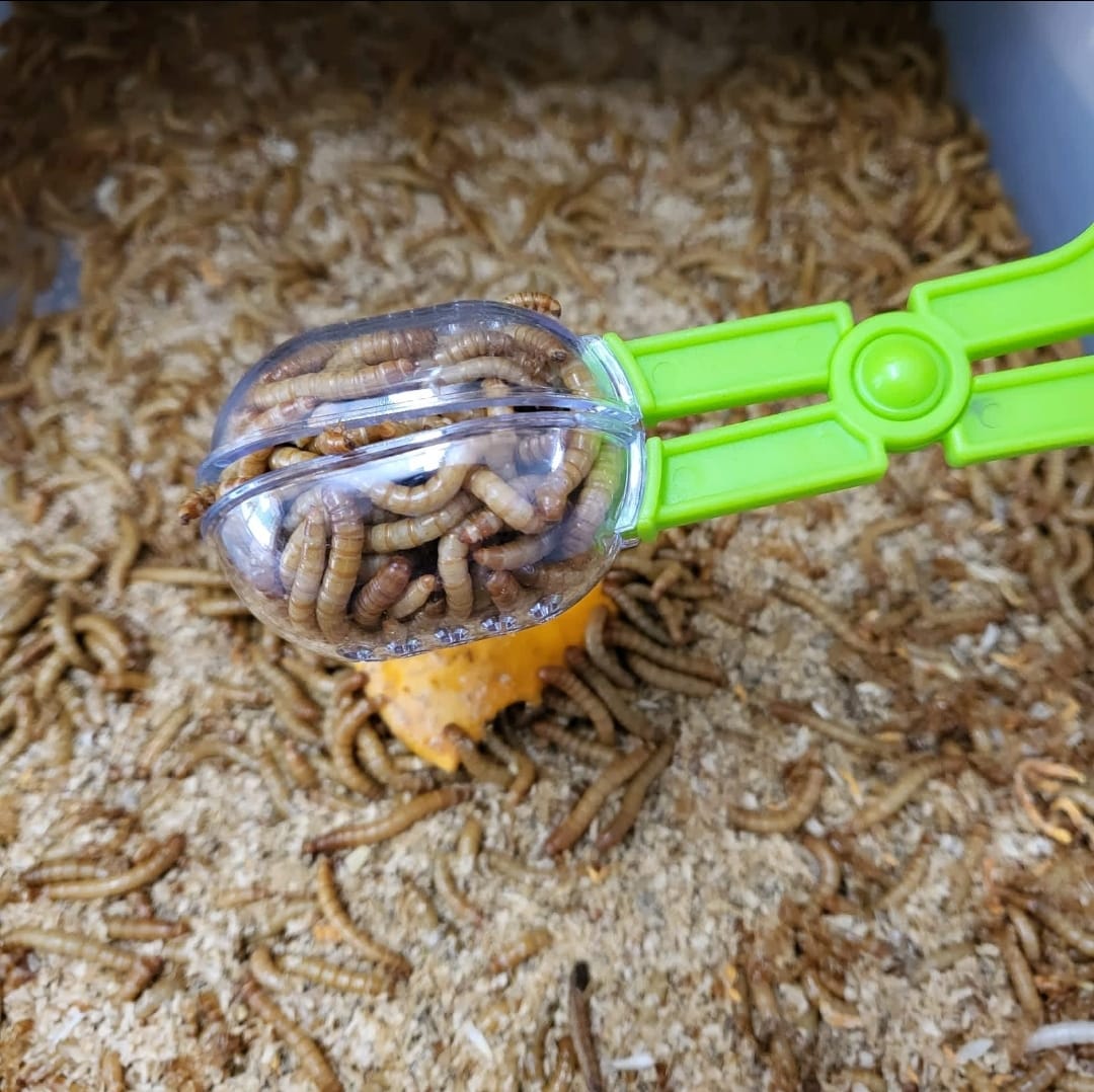 Scoop-End Scissors - Mealworms Catcher