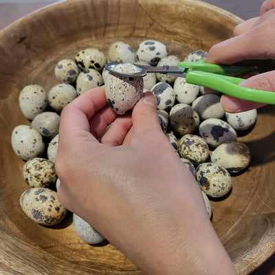 Stainless Steel Quail Egg Scissors