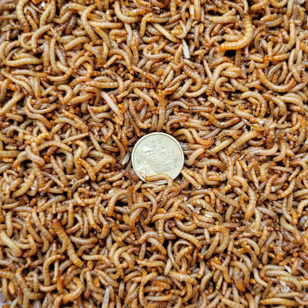 Live Mealworms - Mini