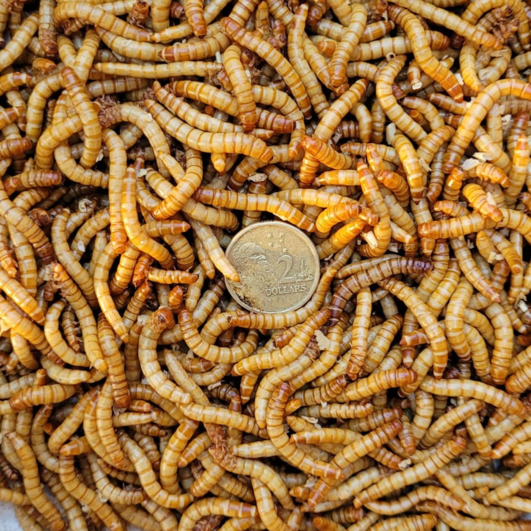 Live Mealworms - Regular