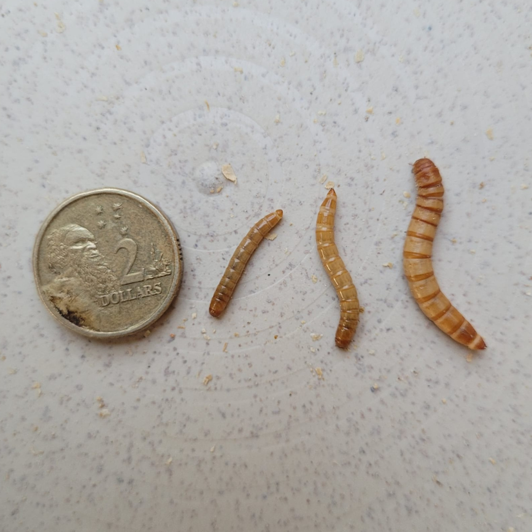 Live Mealworms - Small