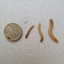 Live Mealworms - Regular