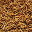 Live Mealworms - Small